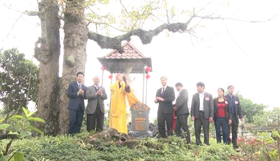 Cây gạo ở chùa Khánh Thiện được công nhận là cây di sản Việt Nam